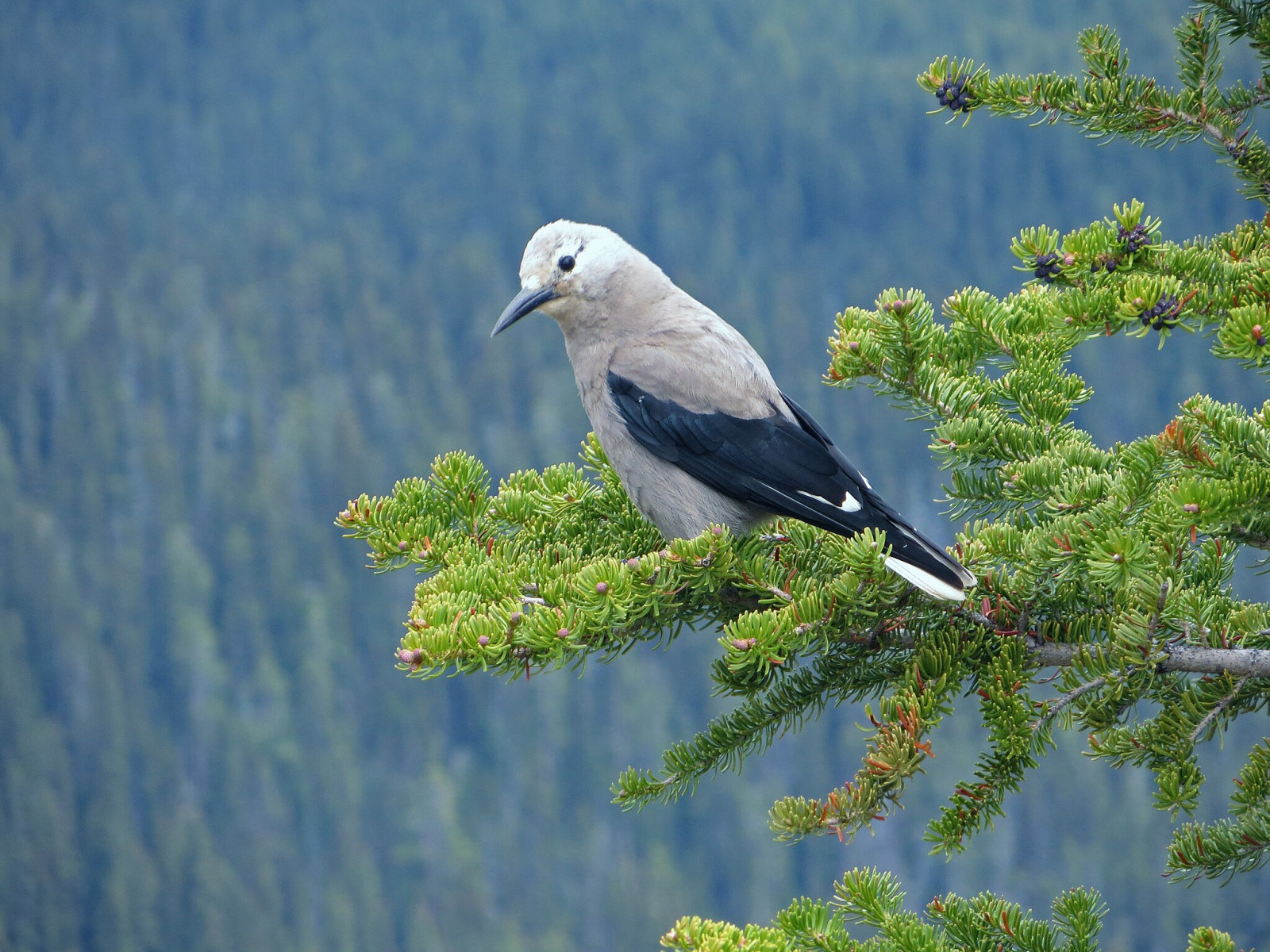 image Clark's Nutcracker